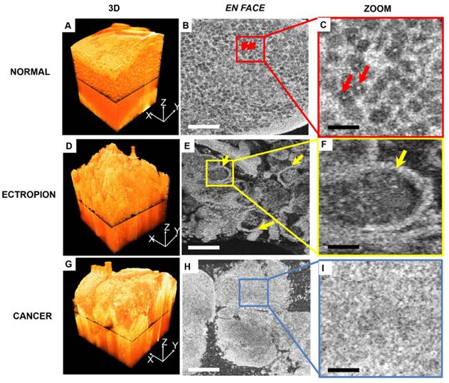 Theranostics Image