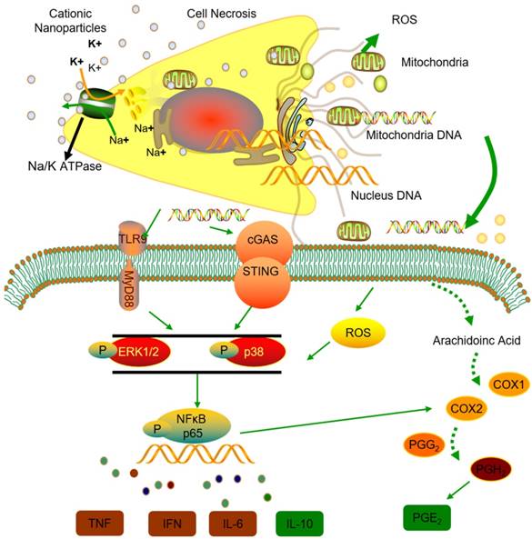 Theranostics Image