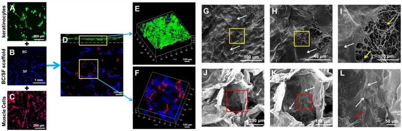 Theranostics Image