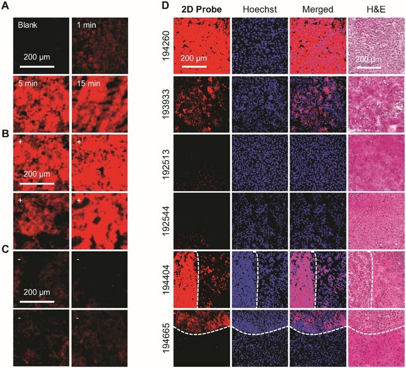 Theranostics Image