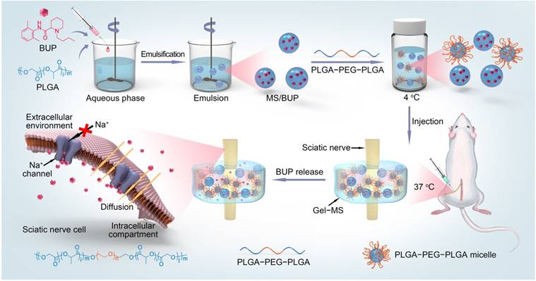 Theranostics Image