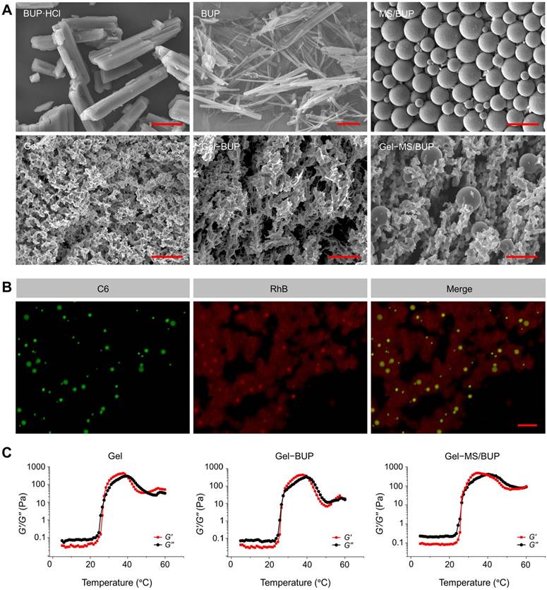 Theranostics Image