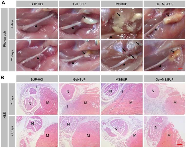 Theranostics Image