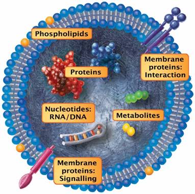 Theranostics Image