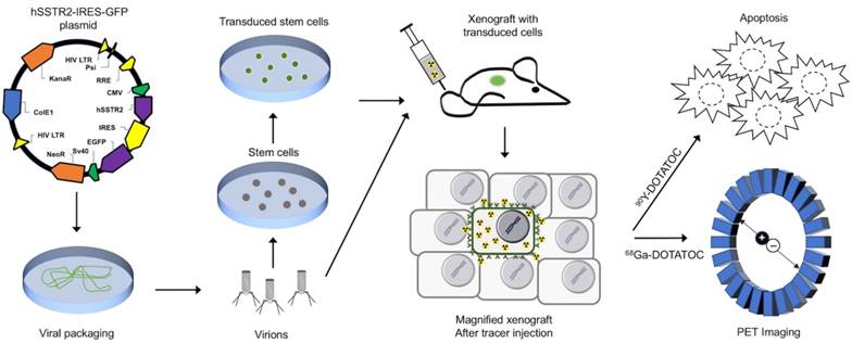 Theranostics Image