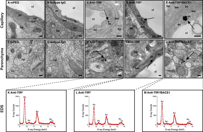 Theranostics Image