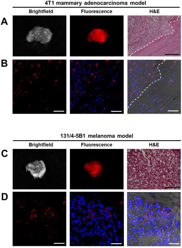 Theranostics Image