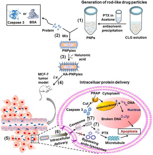 Theranostics Image