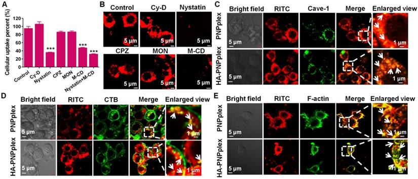 Theranostics Image