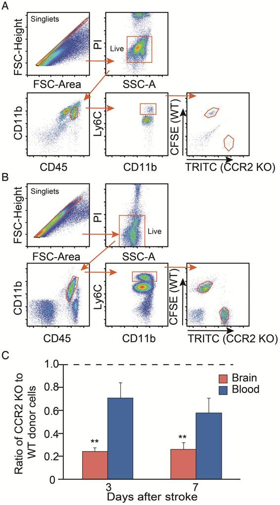 Theranostics Image