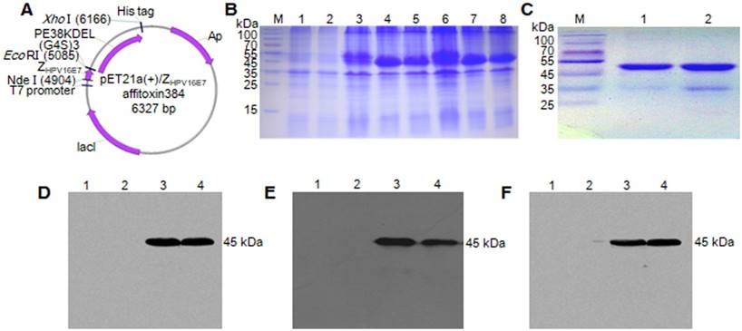 Theranostics Image