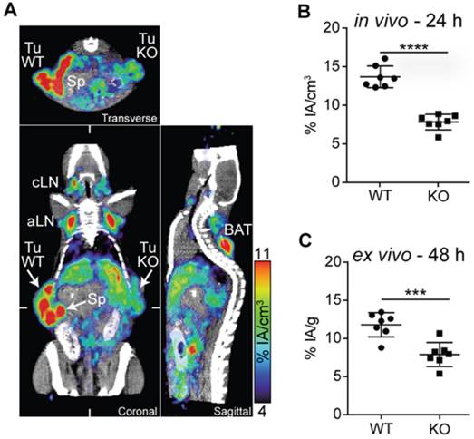 Theranostics Image