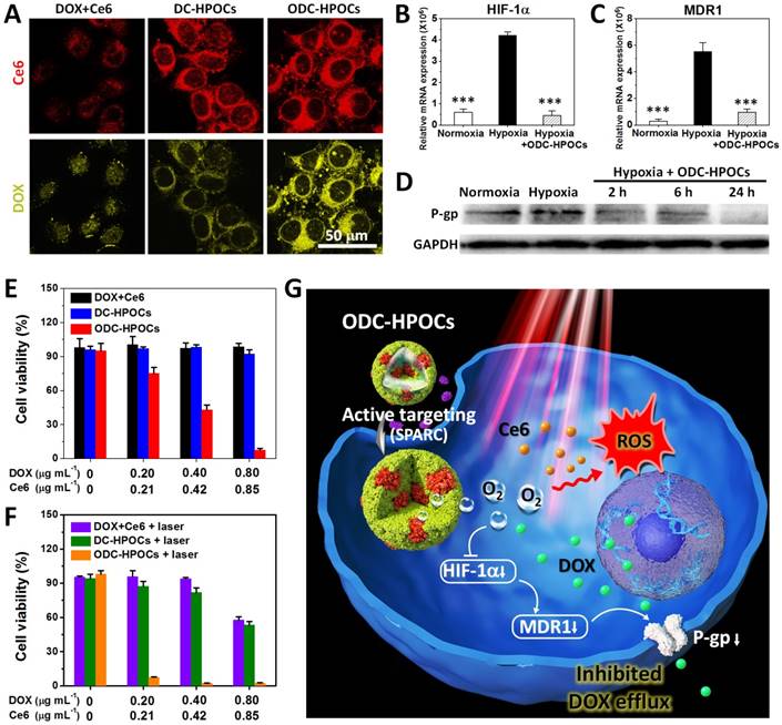 Theranostics Image