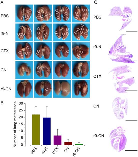 Theranostics Image