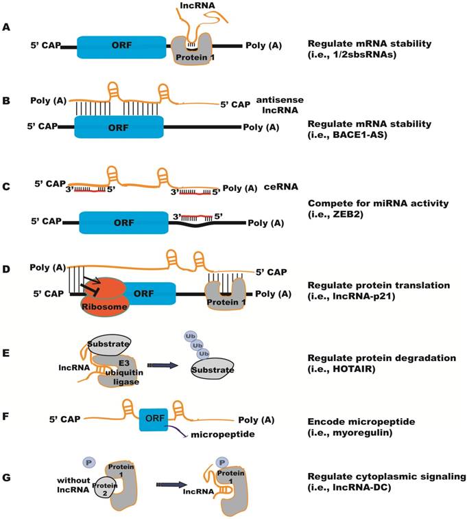 Theranostics Image