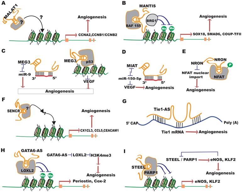 Theranostics Image