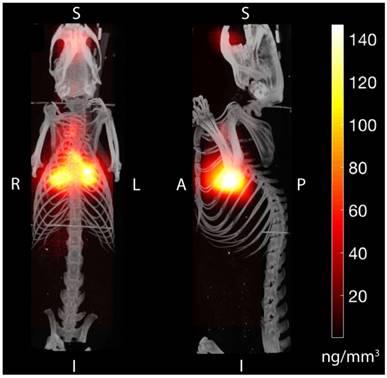 Theranostics Image