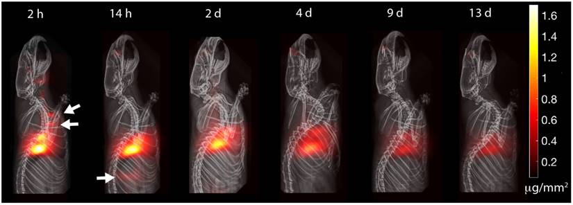 Theranostics Image