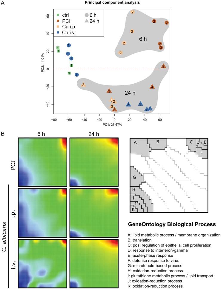 Theranostics Image