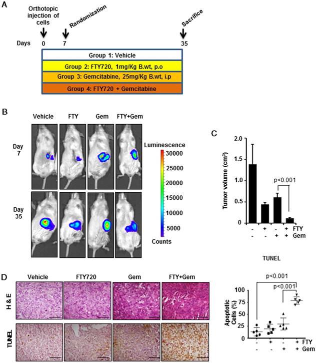 Theranostics Image