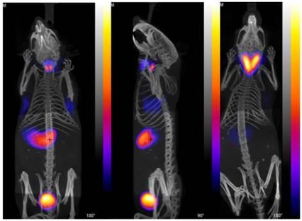 Theranostics Image