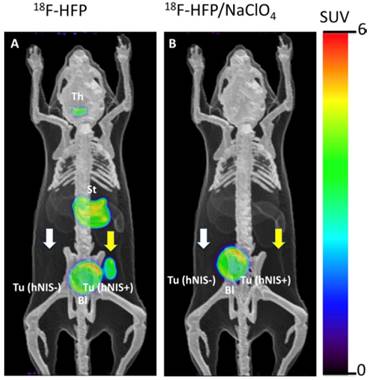 Theranostics Image