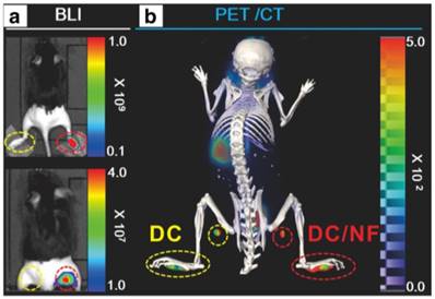 Theranostics Image