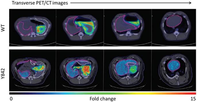 Theranostics Image