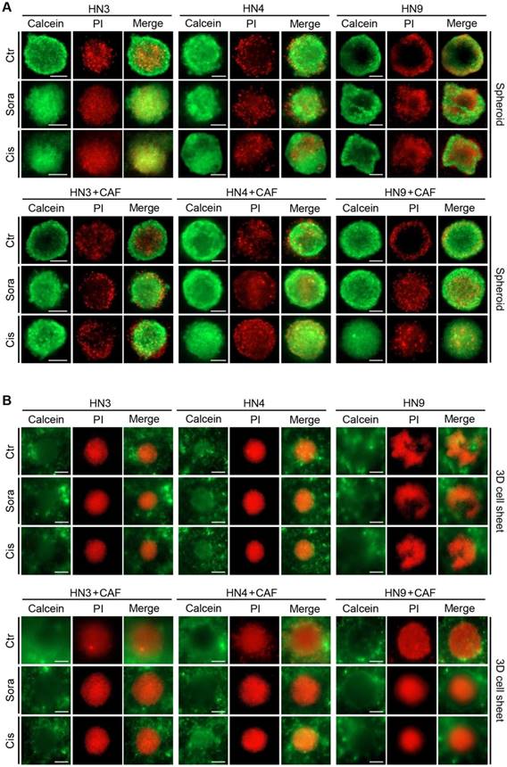 Theranostics Image