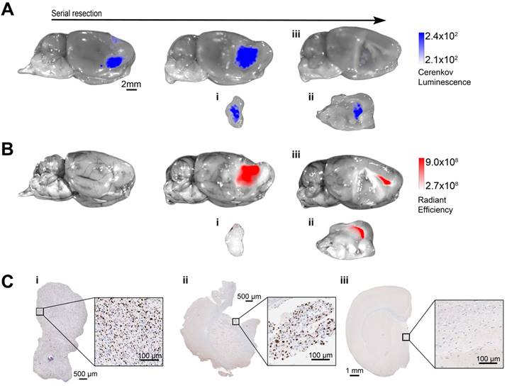 Theranostics Image