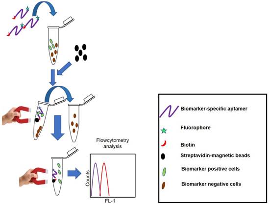 Theranostics Image