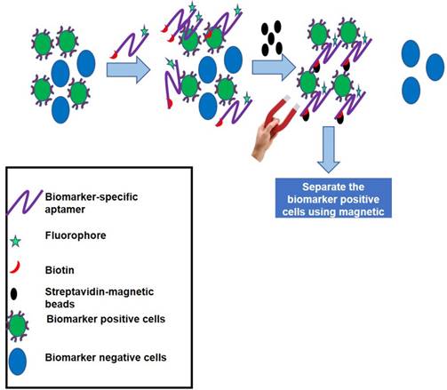 Theranostics Image