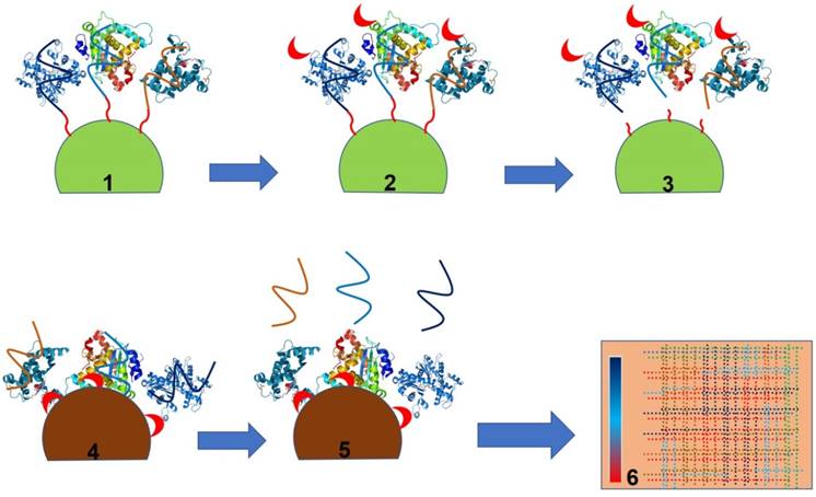 Theranostics Image