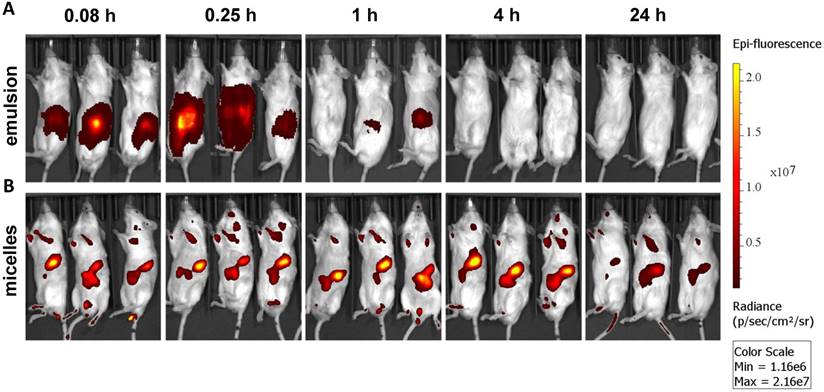 Theranostics Image