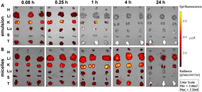 Theranostics Image