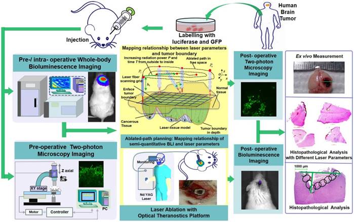 Theranostics Image