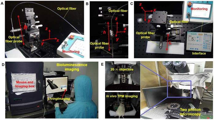 Theranostics Image