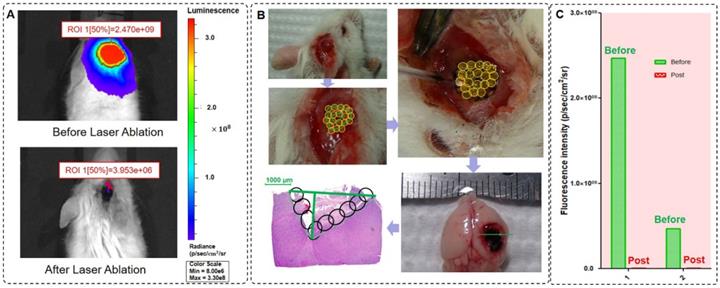 Theranostics Image