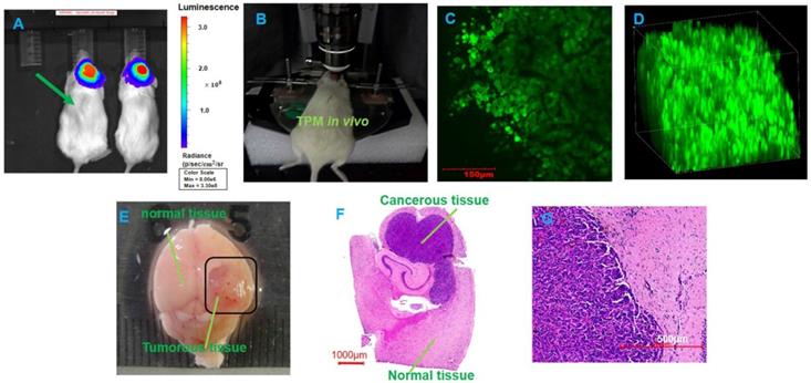 Theranostics Image