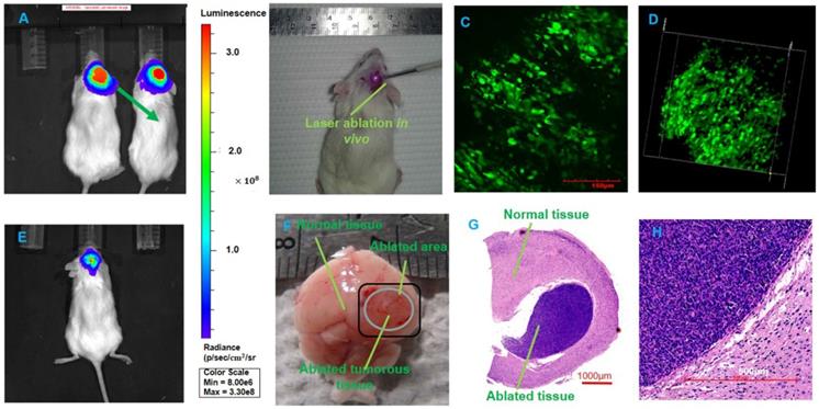 Theranostics Image