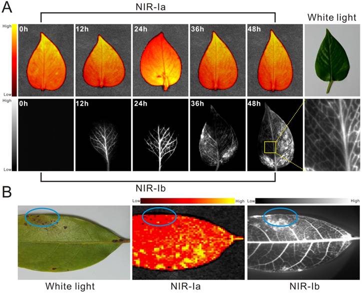 Theranostics Image