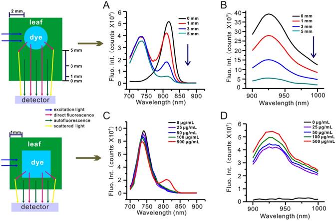 Theranostics Image