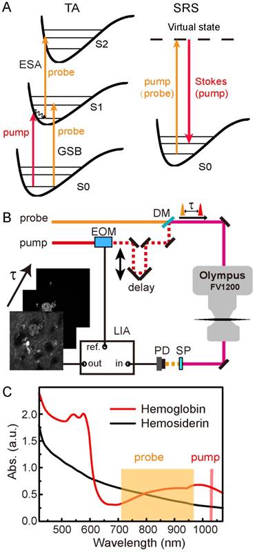 Theranostics Image