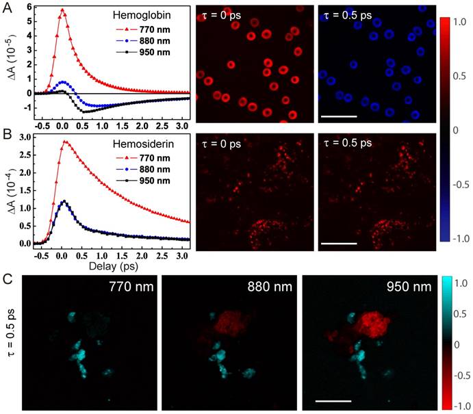 Theranostics Image