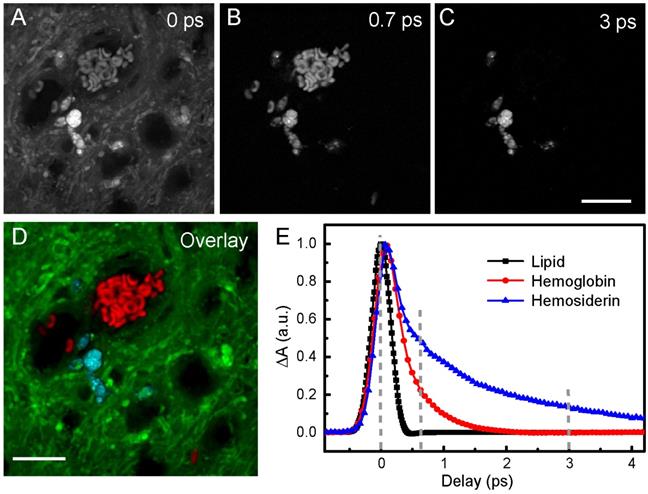 Theranostics Image