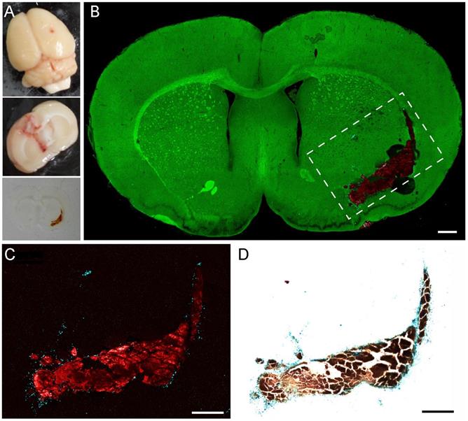 Theranostics Image