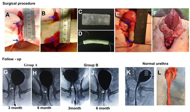 Theranostics Image