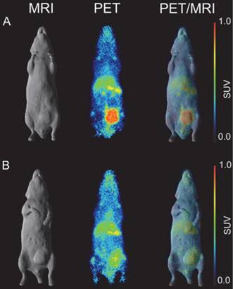 Theranostics Image