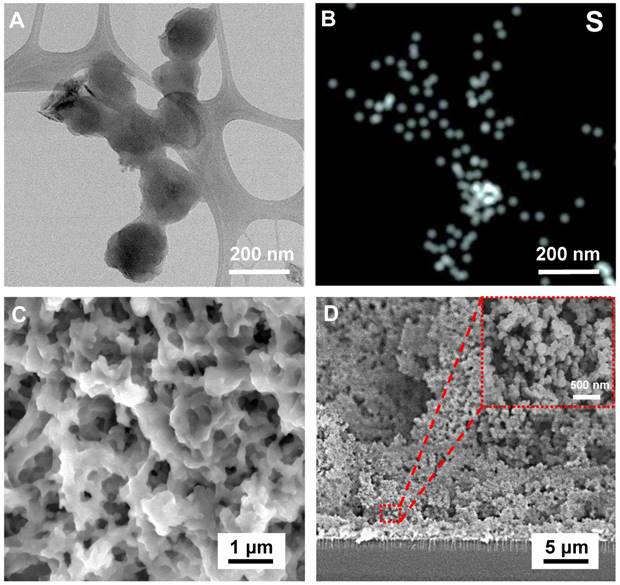 Theranostics Image