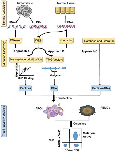 Theranostics Image